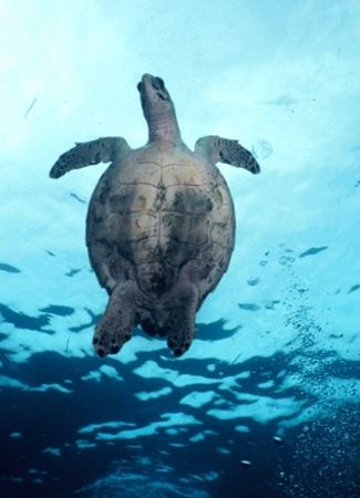Up and Forward!
Hawksbill cruising in Bonaire. by Erich Reboucas 