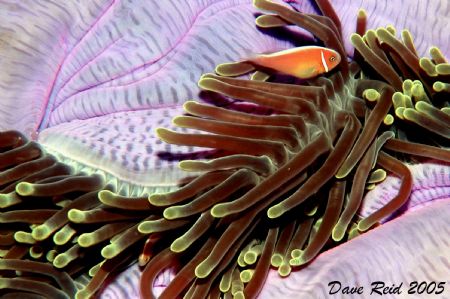 Orange Anemonefish by Dave Reid 