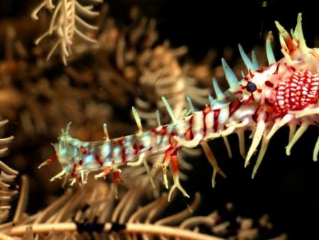 Ghost pipefish close-up taken in Lembeh Straits. by Rick Heydel 