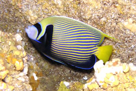 "MASCOT ANGELFISH"

"ANGELS ALL AROUND US" in this deep... by Nicolas Pohl 