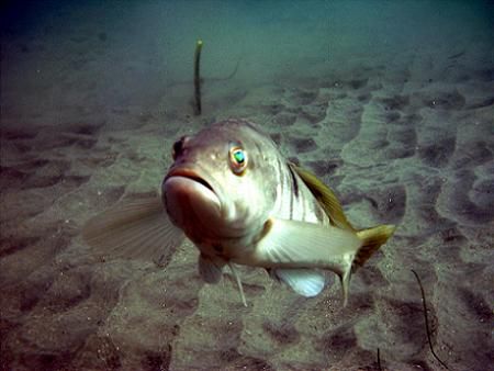 "Grumpy" the calico bass. San Diego, CA. by Dallas Poore 