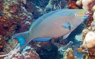 yum yum coral cruncher by Larry Polster 