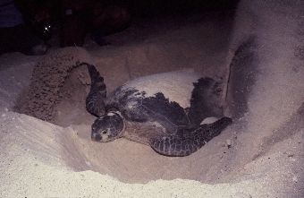 Green Turtle diging the nest at night, Karan Island, Arab... by Jean-claude Zaveroni 