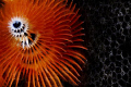 click to go to the contest 