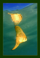 click to go to the contest 