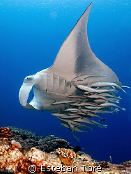 For the remoras this big manta was a nice place to take a ride to somewhere else. 
