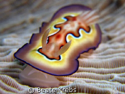 Chromodoris coi on a slippery underground, taken at Wakatobi with Canon S70 and double CloseUp Lens 