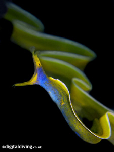 "Spiral" (Rhinomuraena quaesita) Free swimming Blue Ribbon Eel in Lembeh 