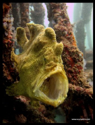 Yawning Frog Fish - standard Canon, no lenses, no strobes, no flash, no photoshop...NO CROPPING! 