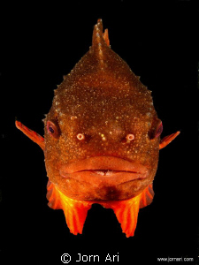 Lumpsucker - Male
Dancing in front of my domeport 