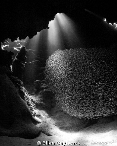 Ball of silversides...on the roll!

Finally the silversides arrived at Devil's Grotto. Every year awaited by tarpons, jacks, groupers...and divers! 