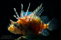 Zebra Lionfish-Lembeh 