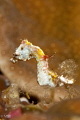 Pontohi pygmy seahorse. Nikon D300S, Nikkor 105 +TC14+ Subsee 5 