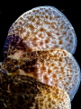 This is Oceanic Art - the tail of a juvenile Slipper-lobster glows in beautiful colors, just before he propels himself out of sight with a couple of contractions. 