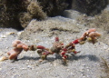 Colorful little Cracker

Cryptic or "Decorator Crab"

Blue Heron Bridge
 