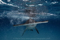 The bubbles are actually caused by the approaching sharks's tail. That is how quickly the great hammerhead can turn around. 