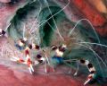 "Banded Coral Shrimp" at Curacao's Mushroom Forest. Olympus C4040z/PT-010 housing. 