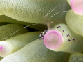 Spotted Cleaner Shrimp 