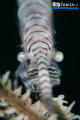 O N L Y - E Y E S
The Tozeuma Shrimp or Saw-blade Shrimp
Anilao, Philippines. February 2014 