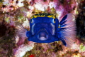Blue box fish 