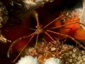 Arrow Crab
 