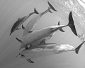 "White belly blues"

Spinner dolphins in milky water, Kona, Hawaii 