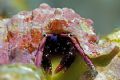 Hermit Crab, Big Island of Hawaii 