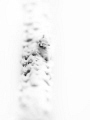 'You must be the mermaid, who took Neptune for a ride.' ... Procol Harum. Wire Coral Shrimp - Pontonides uncigeri. Aow Thong Lan, Thailand-EM5-Oly 60mm-1/250-f8-iso100-Inon D2000-Inon UCL 165-H2o Tools+5x2 