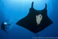 Giant Pacific Mantas are gentle and social by nature. Here is a diver feeling the connection.... 