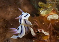 Chromodoris lochi 