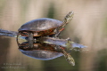 Western Painted Turtle sunning. 