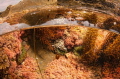 Tide Pool 
