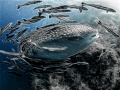 Just for the LOL's. Whale Shark - Rhincodon typus. Sail Rock, Thailand-EM5-Panasonic 8mm-iso200-f5.6-1/80 - Photoshop & Fractalius 