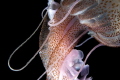 Pelagia Noctiluca 