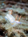 "The only rule I got is if you slide, get up." Bill Lee. Nudibranch - Hypselodoris sp. Samran, Thailand-EM5-Oly 60mm-1/160-f5.6-iso100-Inon D2000 