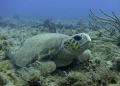 Loggerhead Turtle
Loggerhead resting on the reef in 60 ft (18 m) of th coast of Jupiter Florida.
Saw 8 large turtle this dive!
 