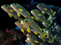 The parade of sweetlips 