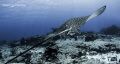 Eagle Ray just sliding through the currents with ease.
 