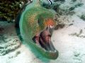 Giant Moray in Similan Islands, seems very happy! 
