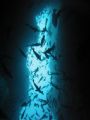Malpelo Island - Colombia.
Site: La Catedral
Camera: Canon S-70 No strobes
BEAUTIFUL!!!!!!!! 
