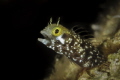 Secretary Blenny saying "AHHH" 