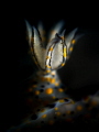 "You can't study the darkness by flooding it with light." Edward Abbey. Nudibranch - Hypselodoris kanga. Chaloklum, Thailand-EM5-Oly 60mm-1/160-f2.8-iso100-Inon D2000-Inon UCL 165-H2oTools+5x2 