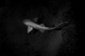 Even though just a Nurse Shark this guy is still as beautiful and elegant as ever! 