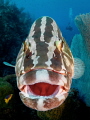 Lips.
Friendly Nassau Grouper - Little Cayman.
Olympus E-PL3, 8mm, UFL-2 strobes. 
f/7, 1/125sec, ISO200.

 