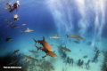 While working at Stuart Cove´s this is an everyday thing.
Caribbean reef sharks @ Shark Arena, just before to start the feed.

 