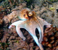 A rare find while snorkeling in South Friars Bay- an octopus changing colors. 