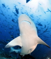 shark 
