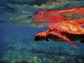 Honolua Bay, Maui 
