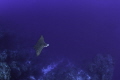 "Cruising" 
A Spotted Eagle Ray soars by the North Wall in Grand Cayman. 
 