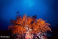 red coral 